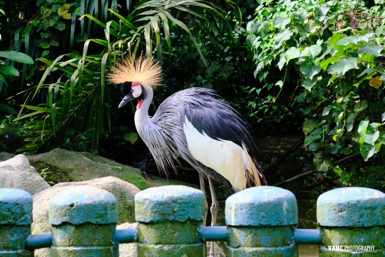 Bird Photography Malaysia