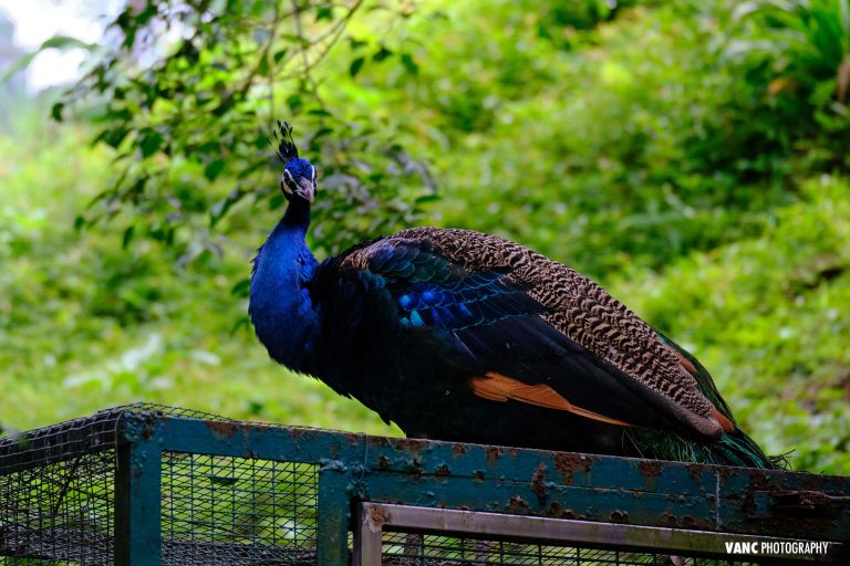 Peacock At Bird Park