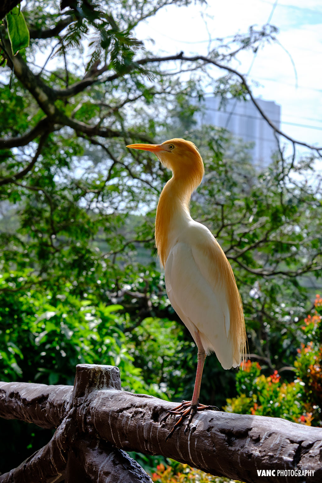 Bird Photography @ KL Bird Park