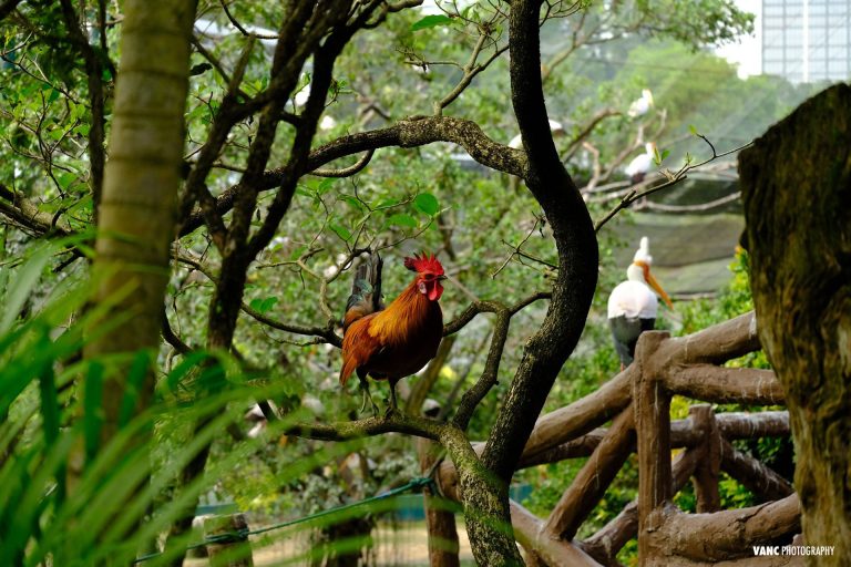 Rooster @ KL Bird Park