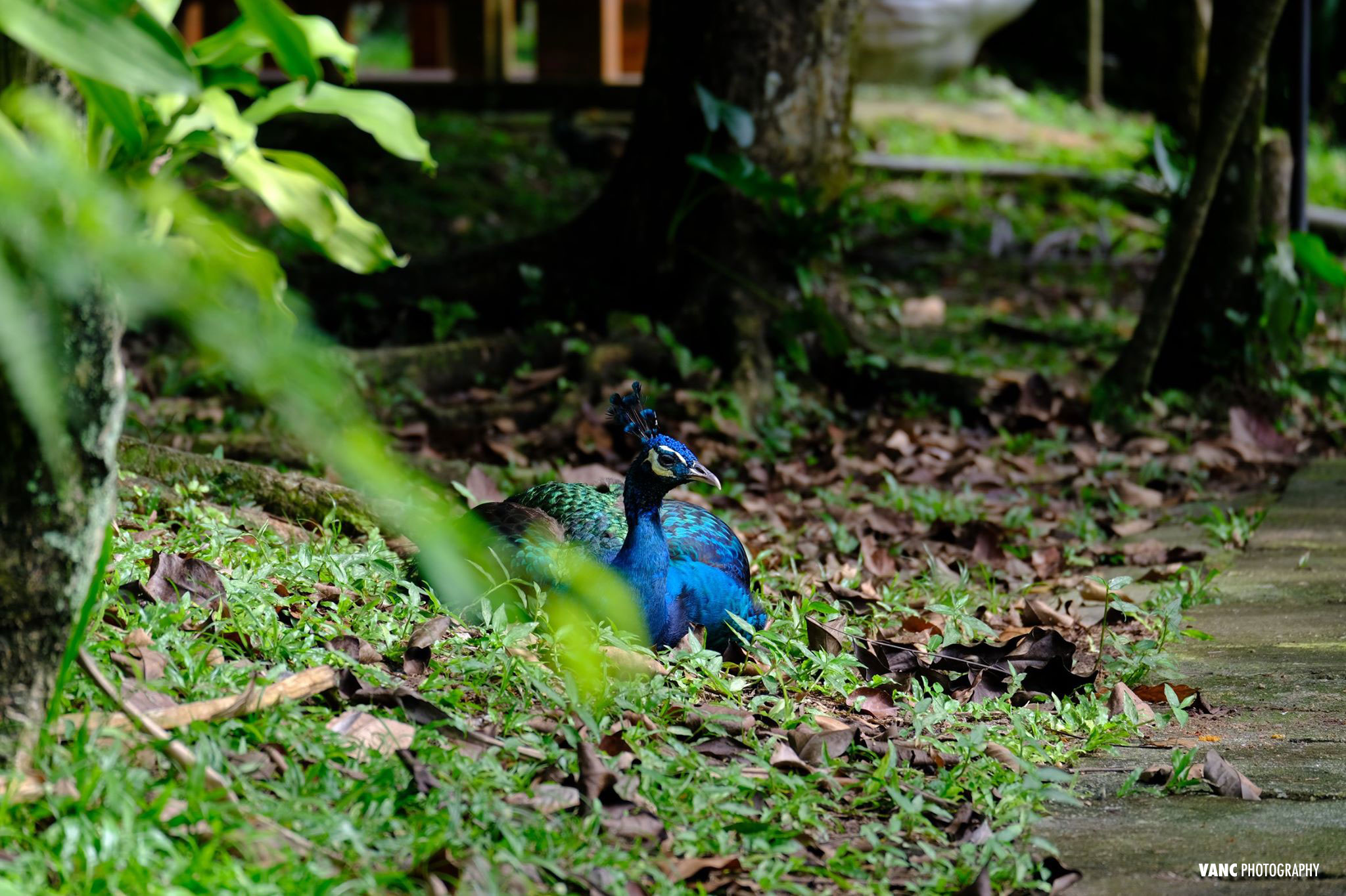 Peacock @ KL Bird Park