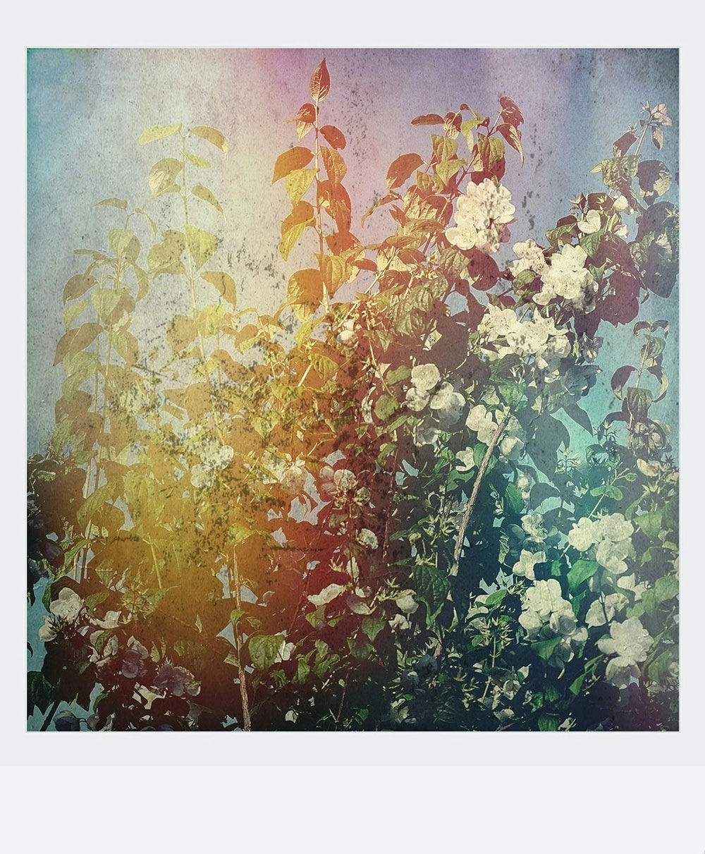 Polaroid Color Film Sample