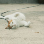 Escura Showa 400 Film Simulation For Fujifilm - Cat lying on the floor